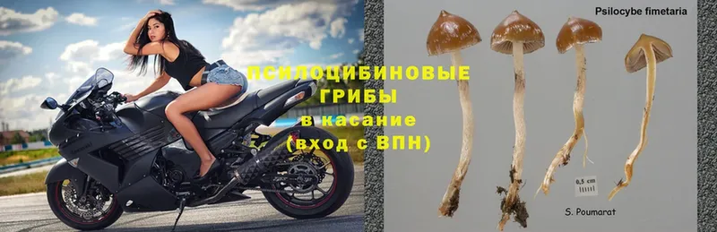 Галлюциногенные грибы MAGIC MUSHROOMS  гидра вход  Елабуга 